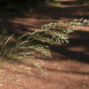 Image of smilograss