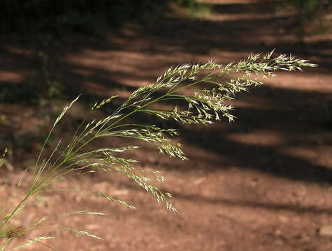 Image of smilograss