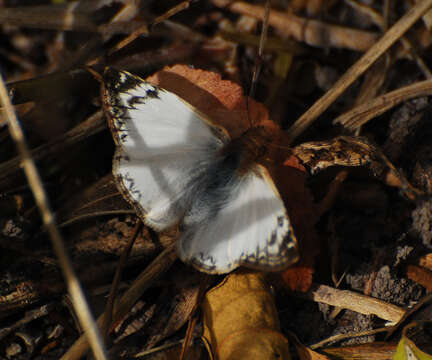 Image of Laviana White-Skipper