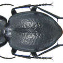 Image of Carabus (Eurycarabus) favieri fezzanus Vacher de Lapouge 1915