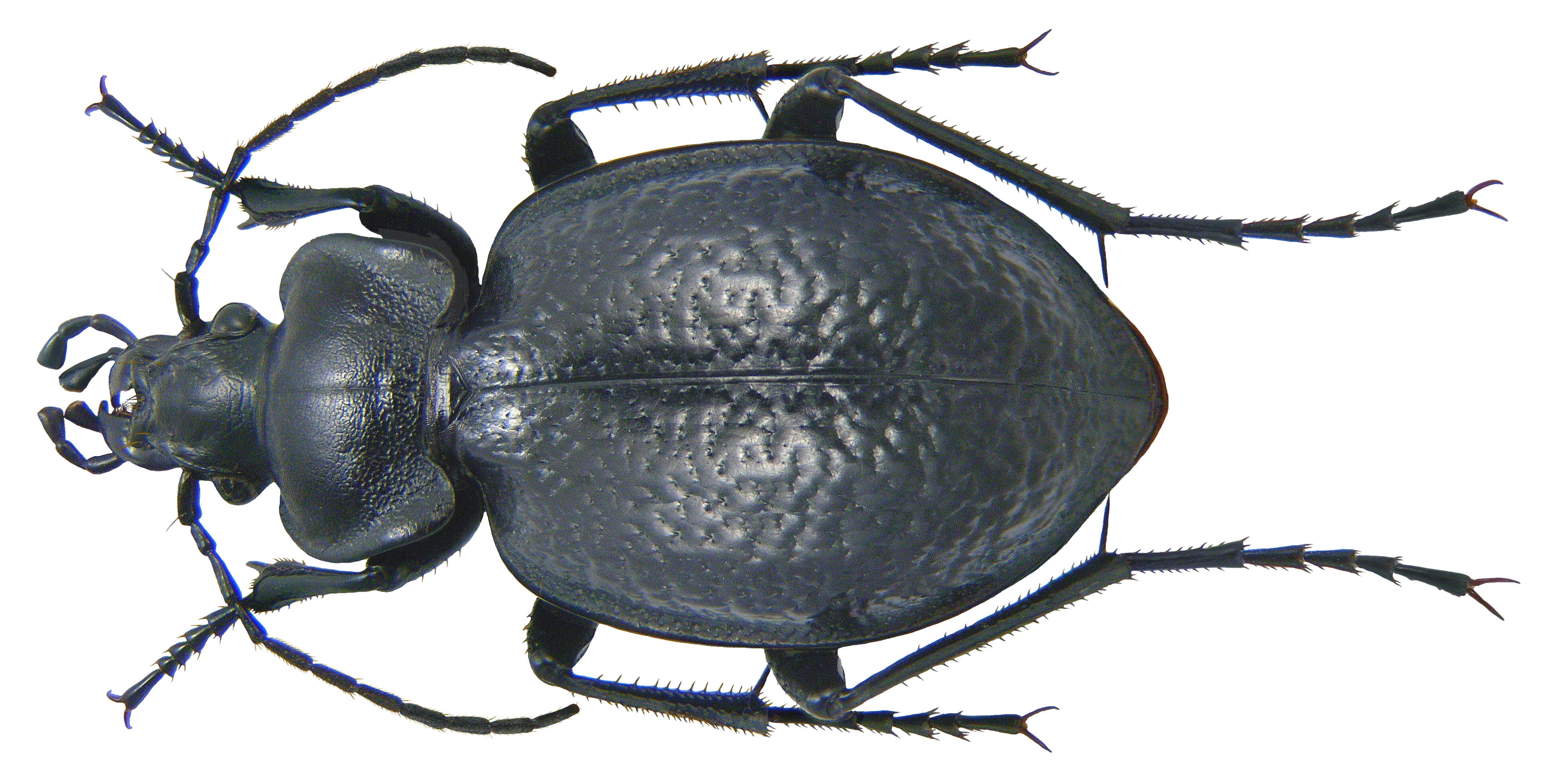 Image of Carabus (Eurycarabus) favieri fezzanus Vacher de Lapouge 1915