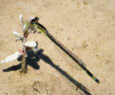 Image of Common Bluetail