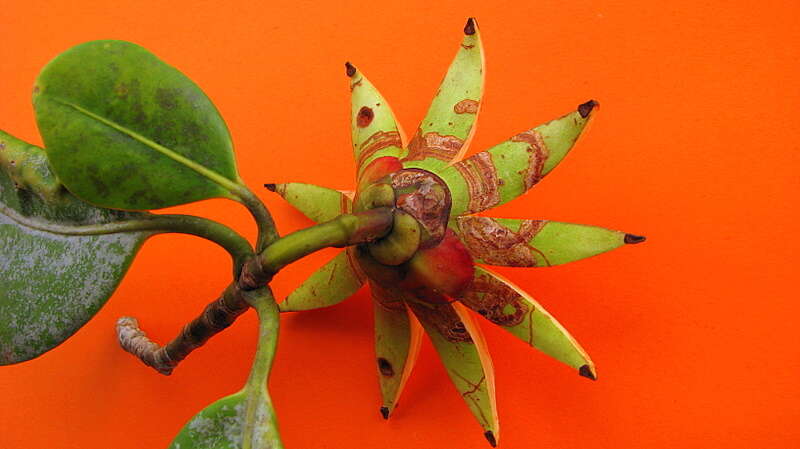 Clusia nemorosa G. F. W. Mey. resmi