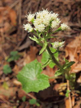 Image of Petasites albus (L.) Gaertn.