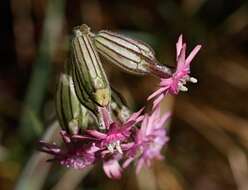 Image of simple campion