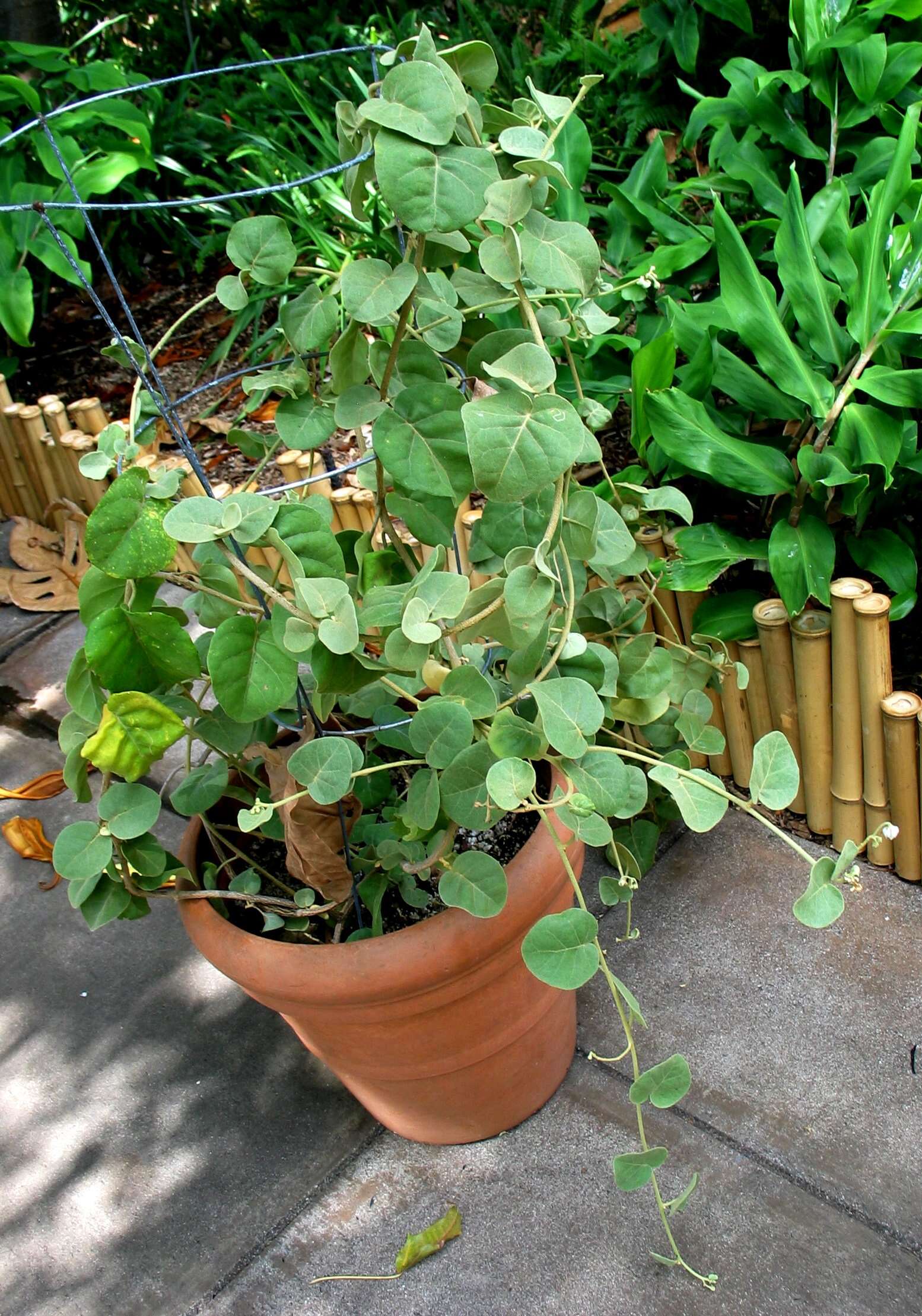 Image de Solanum nelsonii Dun.