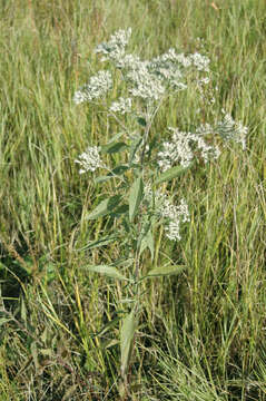 Image of Hemp-agrimony