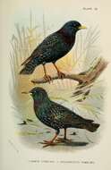 Image of Sturnus Linnaeus 1758