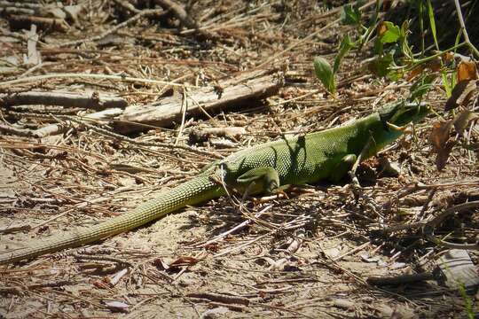 Image of green lizard