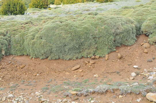 Слика од Echinospartum horridum (M. Vahl) Rothm.