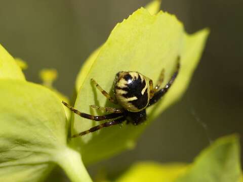 صورة Synema globosum (Fabricius 1775)