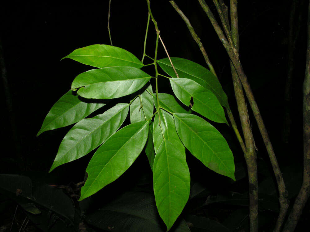 Image of Hyperbaena leptobotryosa (Donn. Smith) Standl.