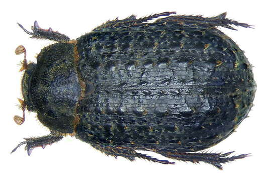 Image of hide beetle