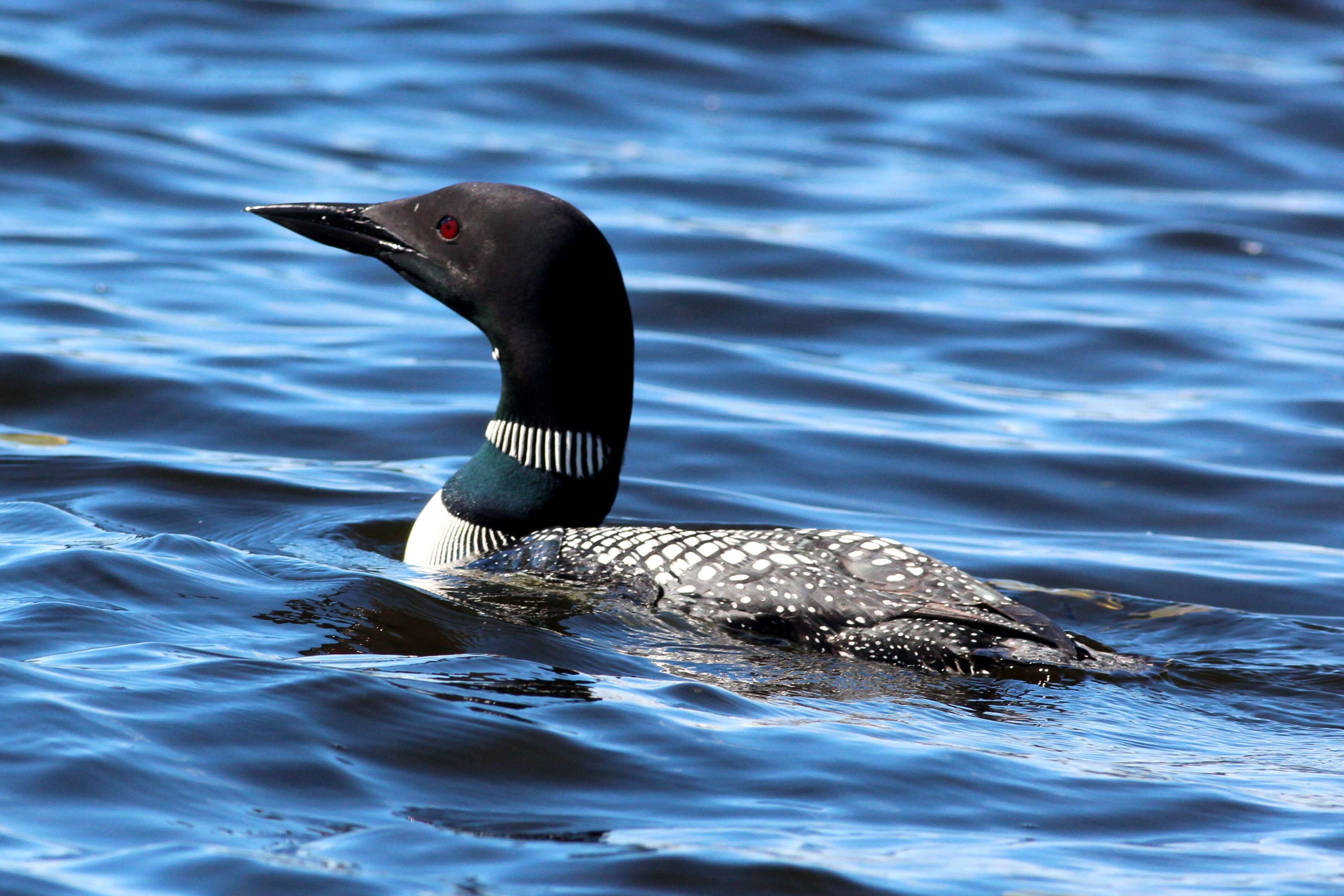 Image of loons