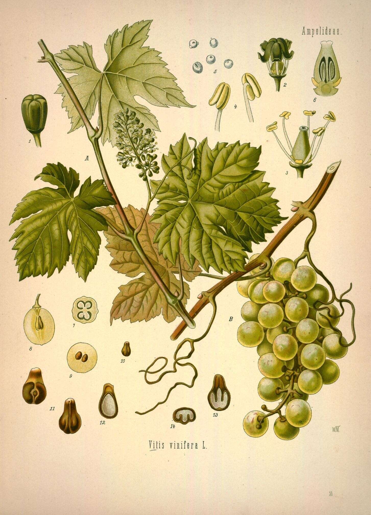 Sivun viiniköynnös kuva