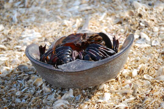 Image of Limulus