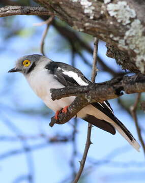 Prionops plumatus (Shaw 1809)的圖片