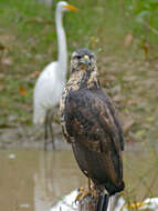 Image of Savanna Hawk