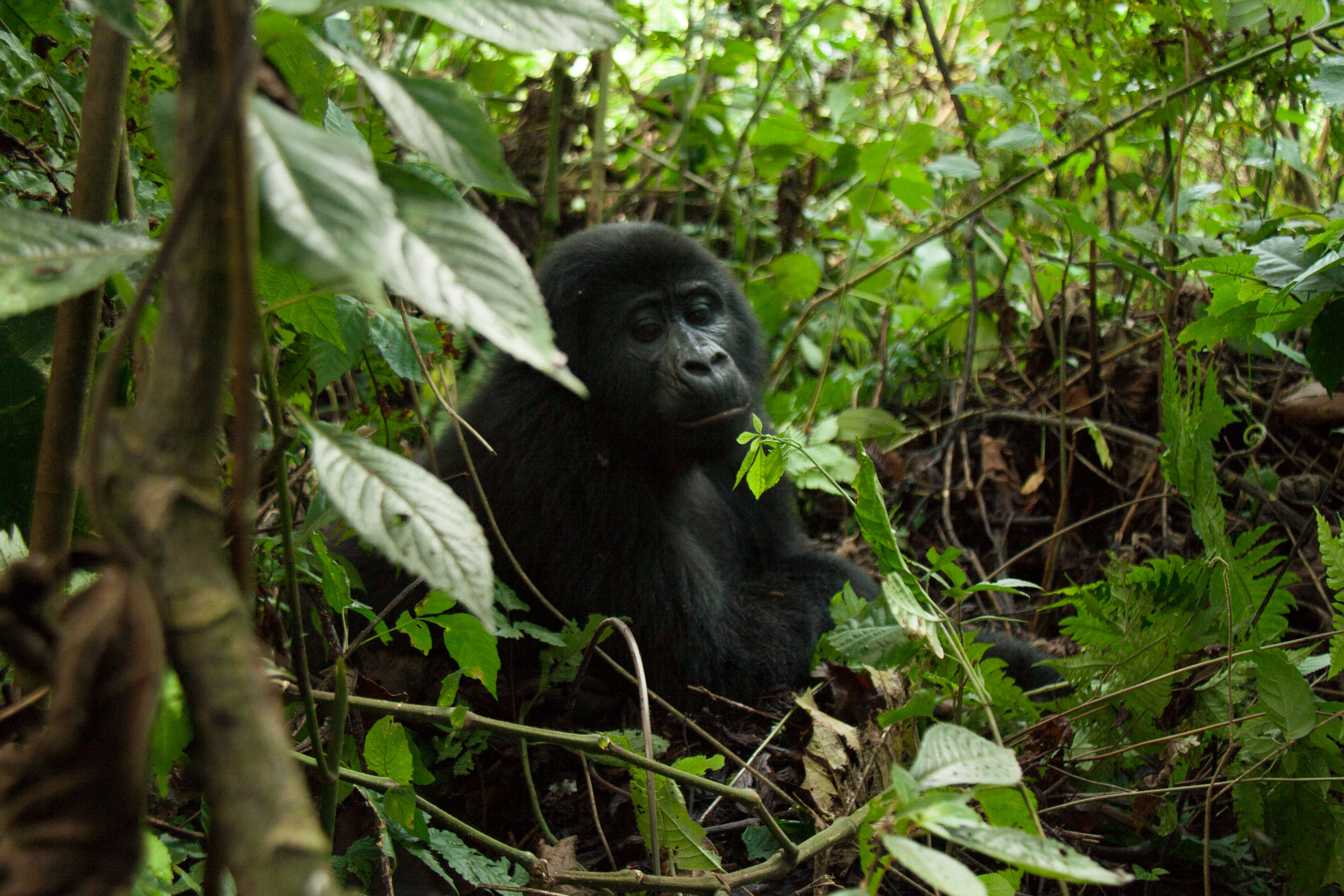 Image of Mountain Gorilla