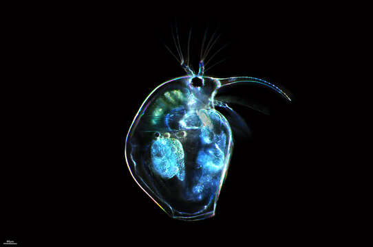 Image of Baltic long-nosed waterflea