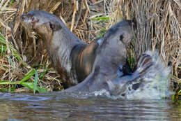 Image of giant otter