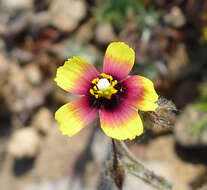 Image of European frostweed