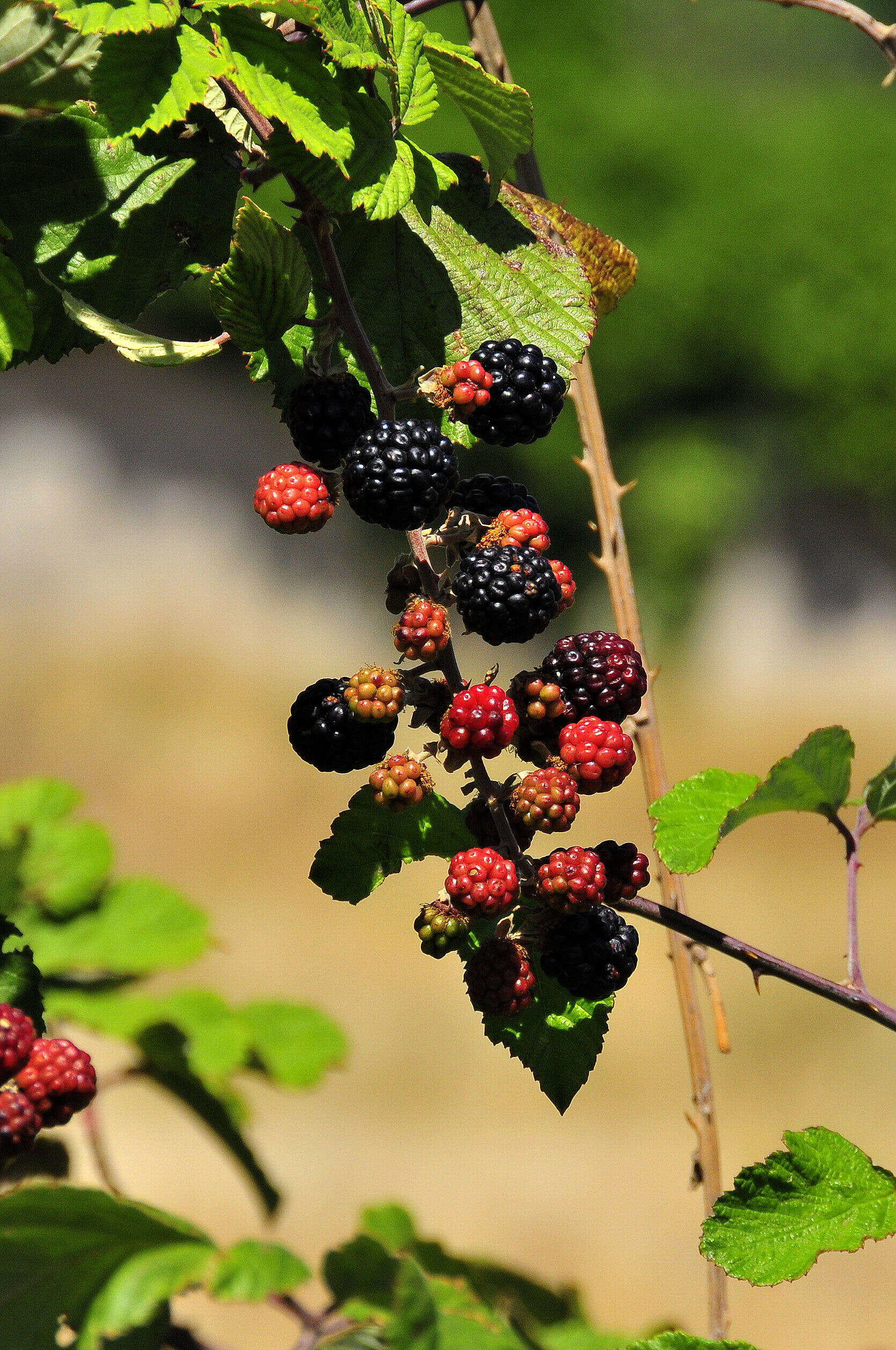 Image of elmleaf blackberry