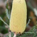 Image of Banksia pilostylis C. A. Gardner