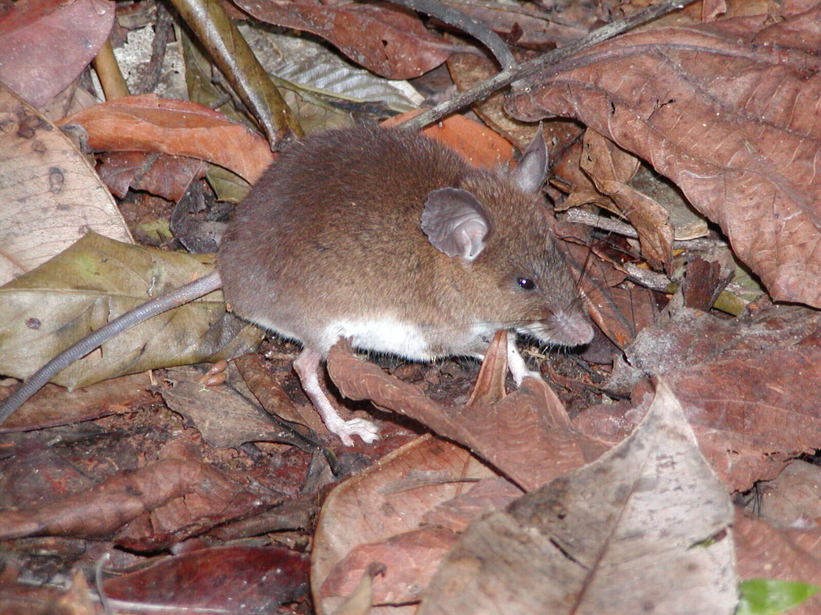 Image of African soft-furred rat