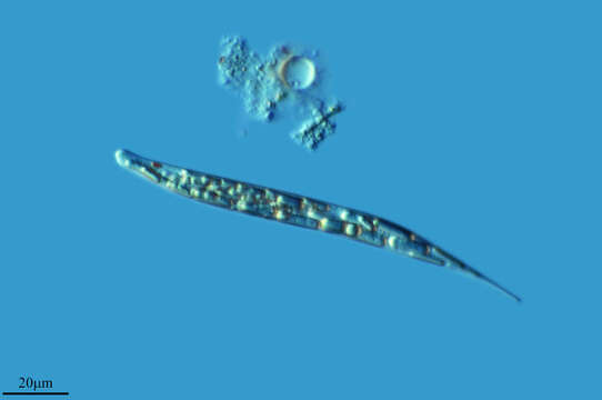 Image of Lepocinclis cyclidiopsis