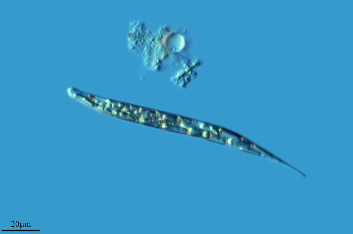 Image de Lepocinclis cyclidiopsis