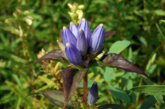 Image of closed bottle gentian