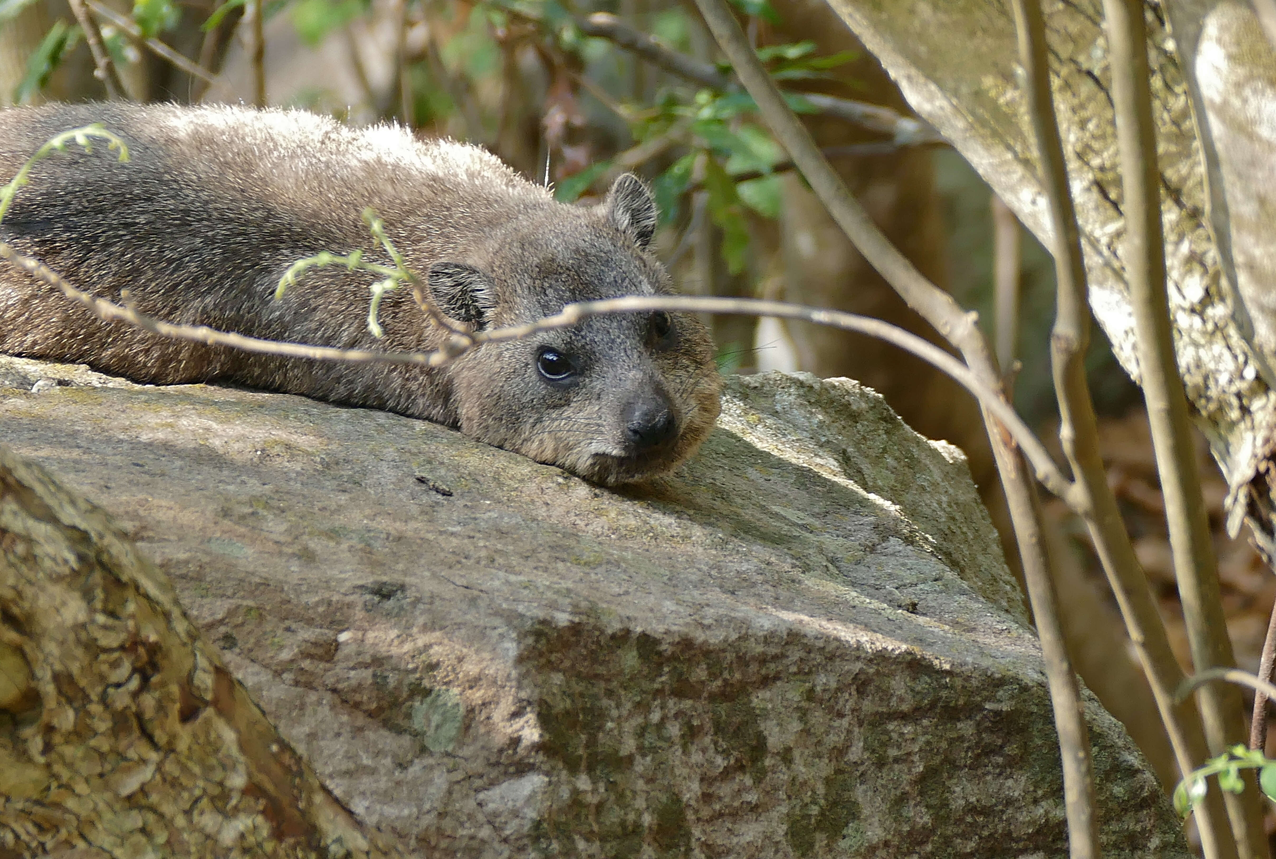 Image of Rock Hyrax