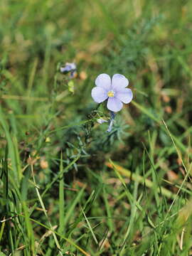 Image of Asian flax