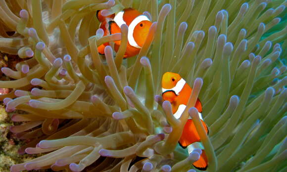 Imagem de Amphiprion ocellaris Cuvier 1830