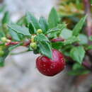 Image of Gaultheria mucronata (L. fil.) E. J. Remy