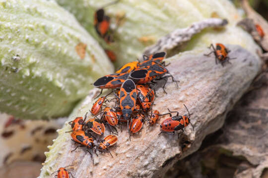 Image of Large Milkweed Bug