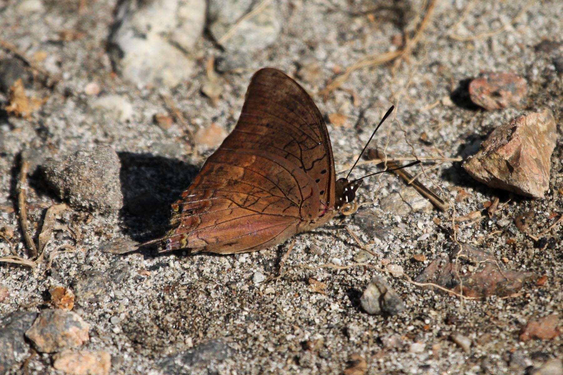 Image of Charaxes ethalion Boisduval 1847