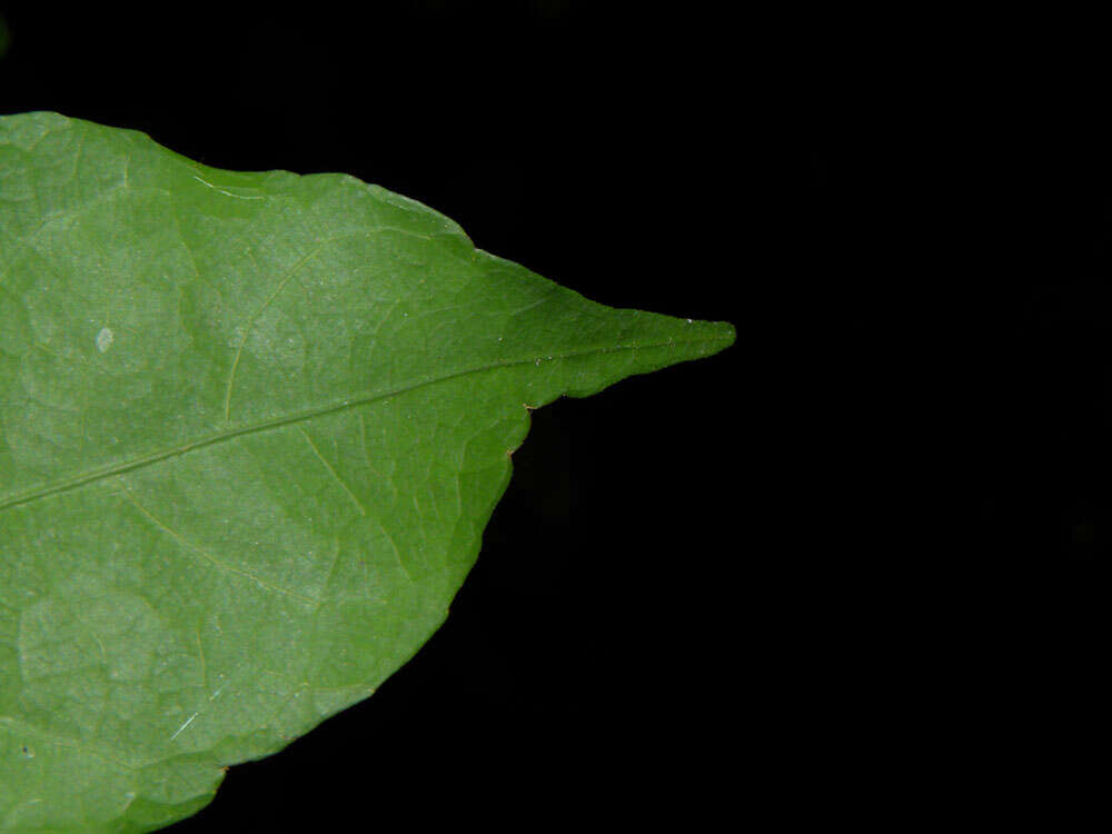 Image of Rinorea hummelii Sprague