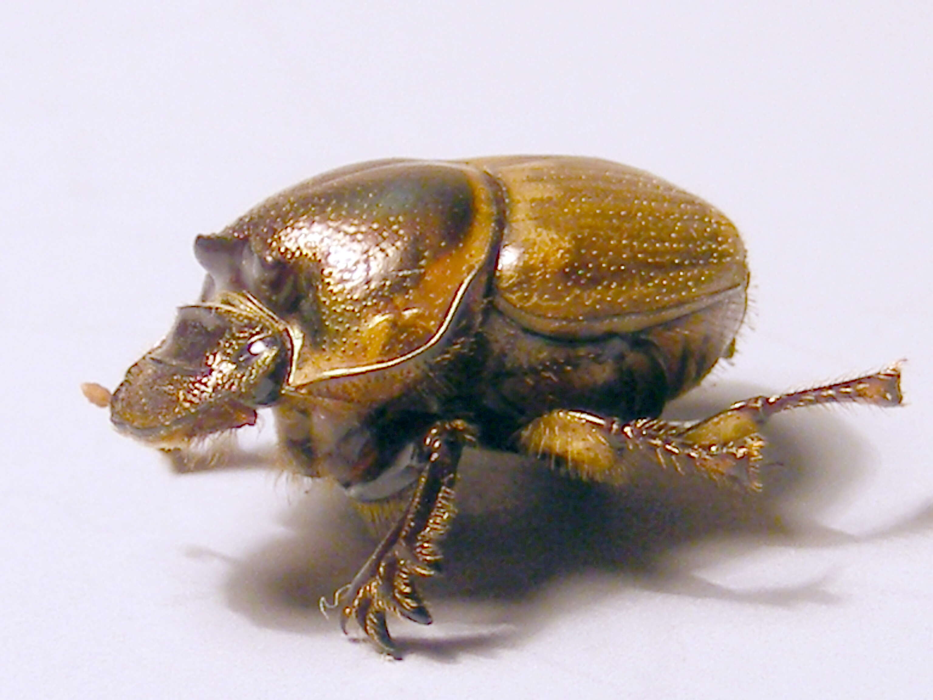 Imagem de Digitonthophagus