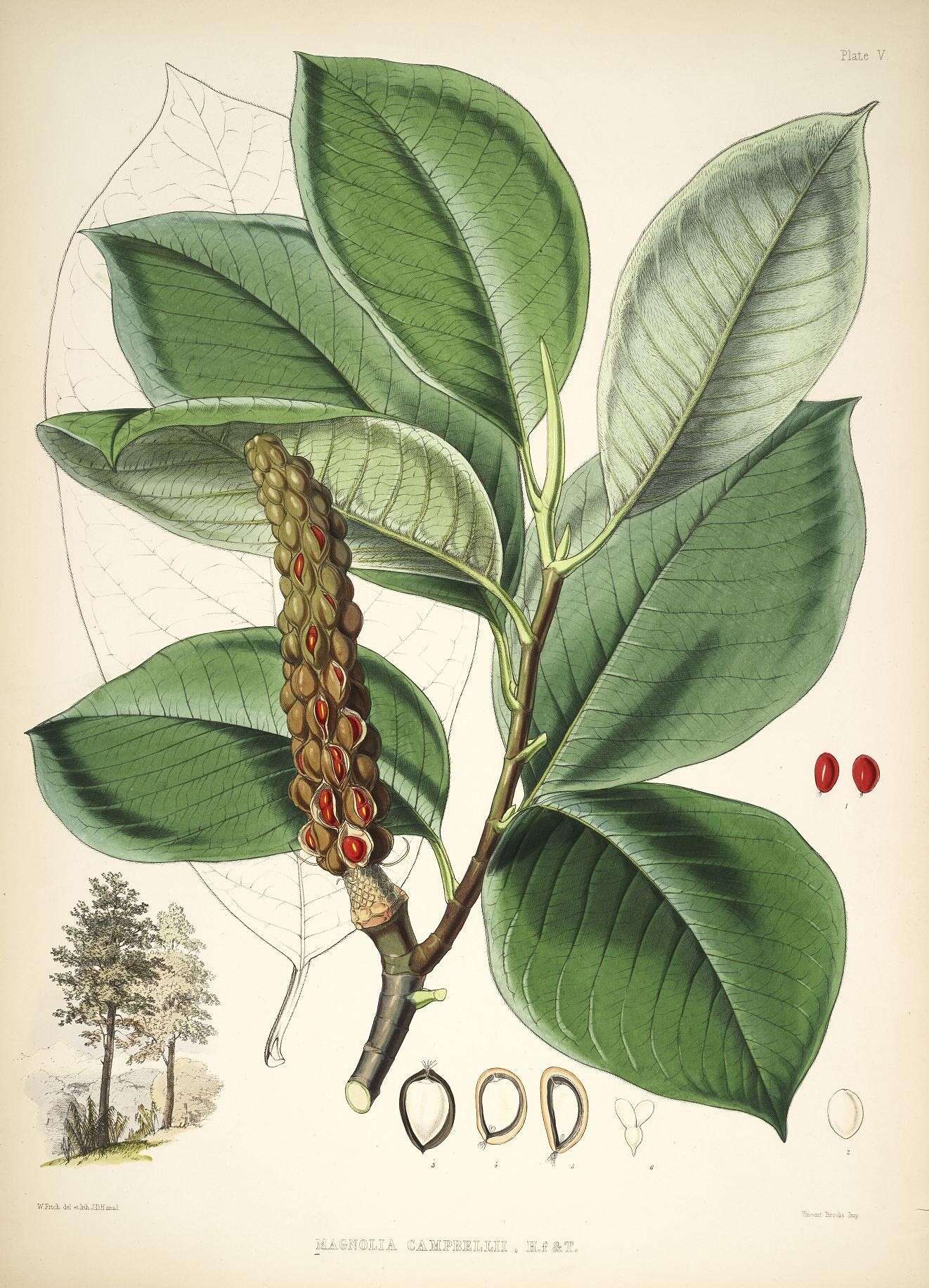 Image of Campbell's Magnolia