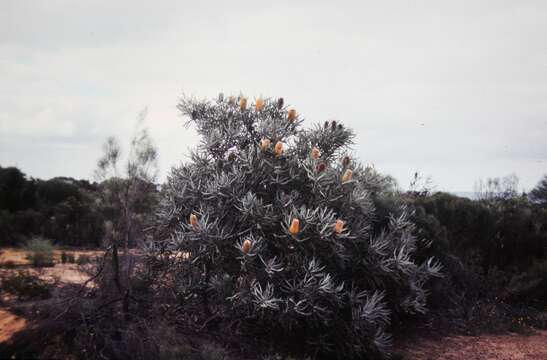 Image of Ashby's banksia