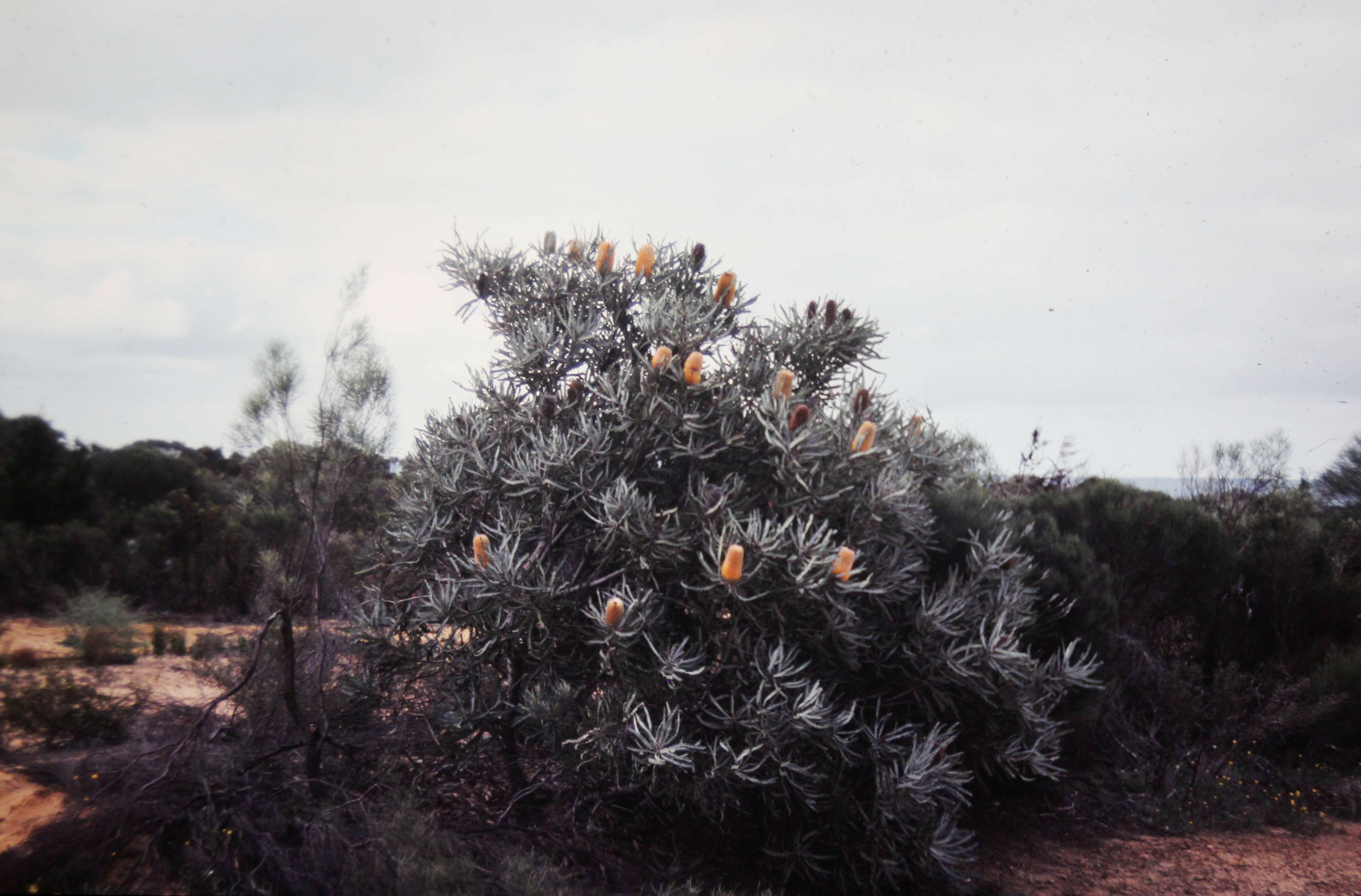 Image of Ashby's banksia