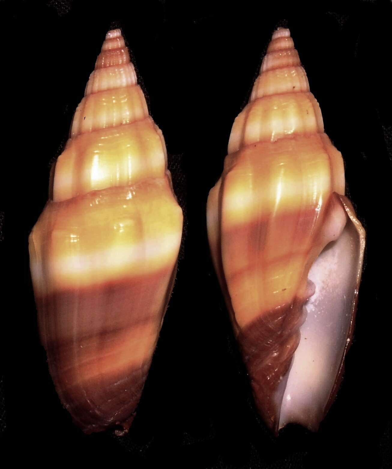 Слика од Turbinelloidea Rafinesque 1815