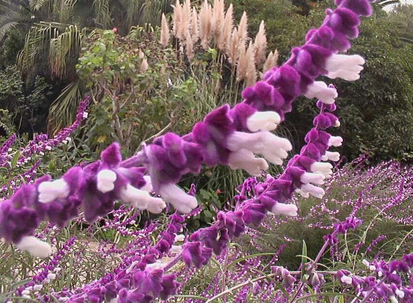 Imagem de Salvia leucantha Cav.