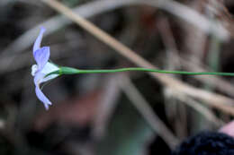 صورة Wahlenbergia luteola P. J. Sm.