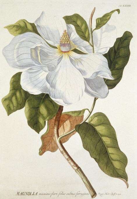 Image of magnolia