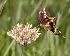 Image of Eastern Giant Swallowtail