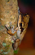 Image of Bongao tree frog