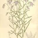 Image of Incised Bellflower